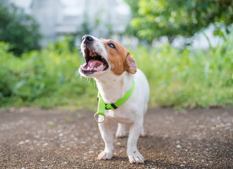 Mối liên hệ giữa giấc mơ thấy chó và các con số trong lô đề, xổ số